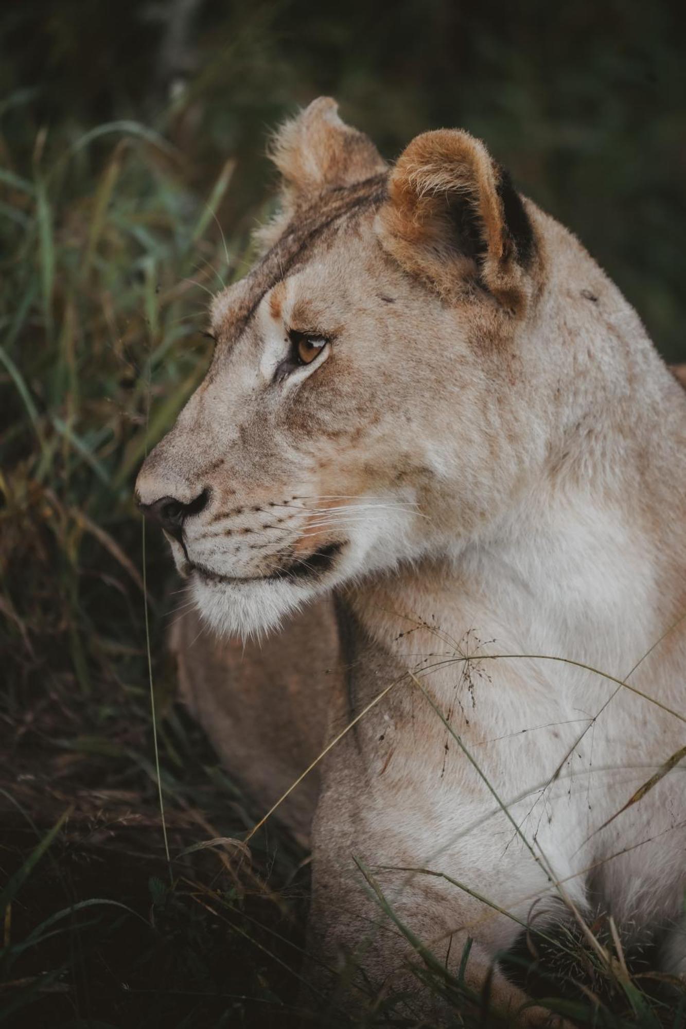 Rhino River Lodge Manyoni Private Game Reserve Exterior photo